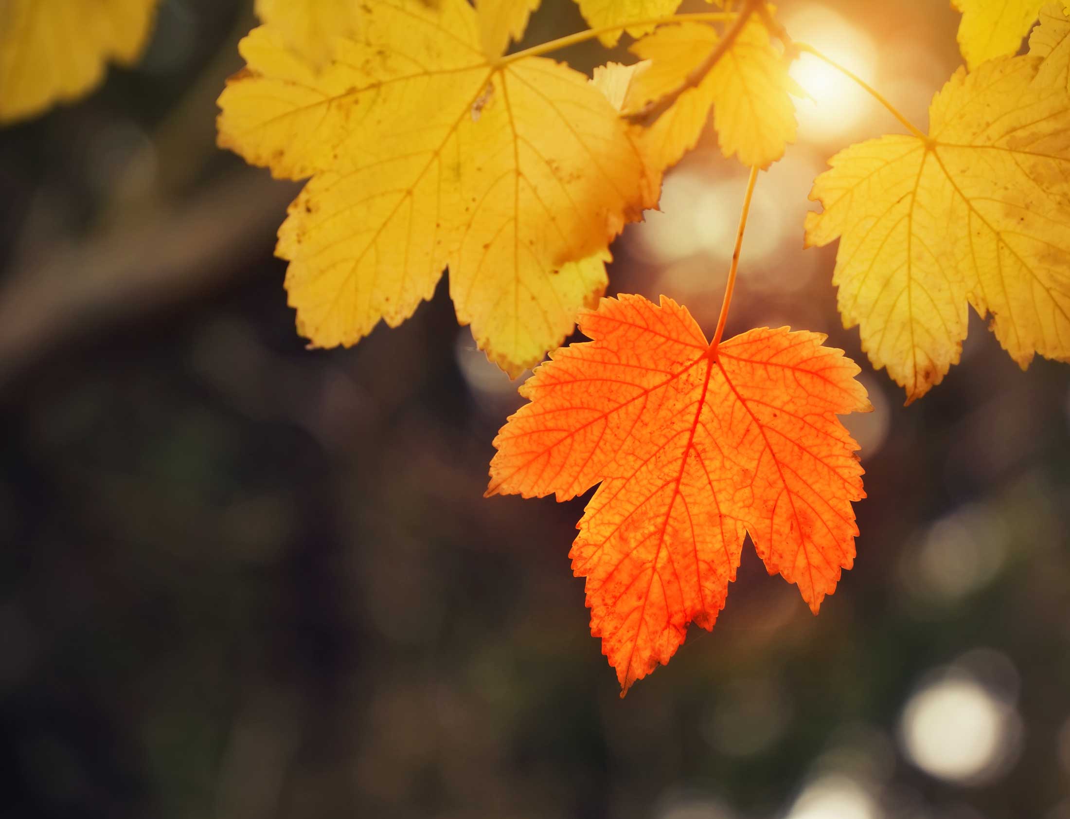 Potenza dell'unicità