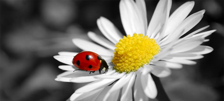 AFFRONTARE GLI ESAMI: ALLEARSI CON LA PAURA E LA VIA DEL SUCCESSO (TERZA PARTE)