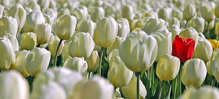 Il bello della diversità