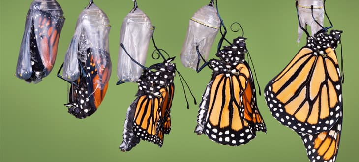 IL CAMBIAMENTO EVOLUTIVO