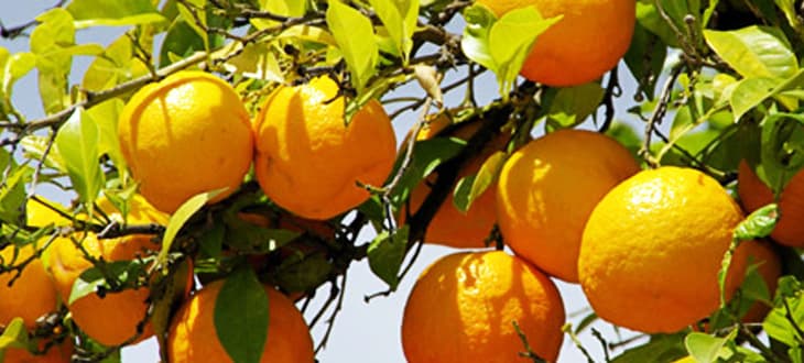 IL MIO LIMONE HA FATTO UN ARANCIA